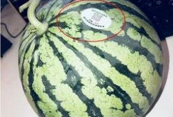 北海网红吃瓜,揭秘网络红人的幕后故事