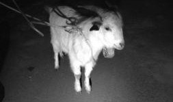 小羊最新爆料网站是什么