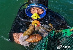 海参养殖爆料视频,揭秘幕后爆料视频背后的真相