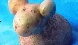 小羊最新爆料网站是什么