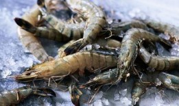 厄瓜多尔虾爆料视频播放,揭秘养殖场真实情况