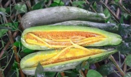 金昌网红吃瓜,揭秘网络红人的幕后故事