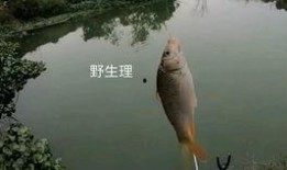 沙坑大鲤鱼爆料视频播放,揭秘幕后真相