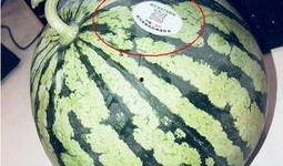 吃瓜网红照片,揭秘娱乐圈幕后真相