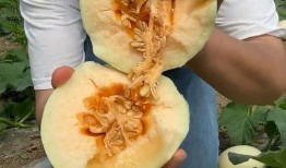 网红吃瓜猛料黄料事件,黄料事件背后的真相与反思