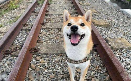 娱乐吃瓜酱监控小狗